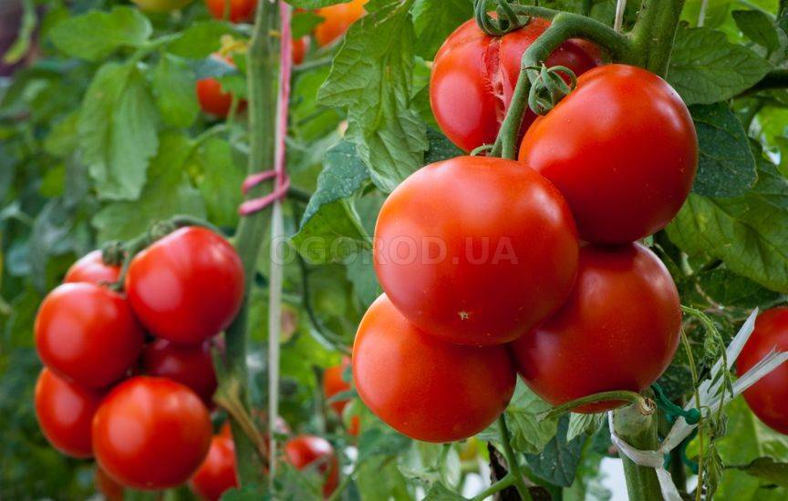 Высокорослые томаты: сорта и особенности выращивания