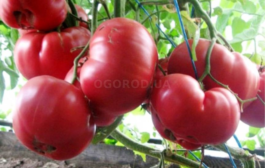 Высокорослые помидоры: сорта и особенности выращивания