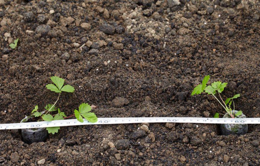 Выращивание земляники из семян в торфяных таблетках