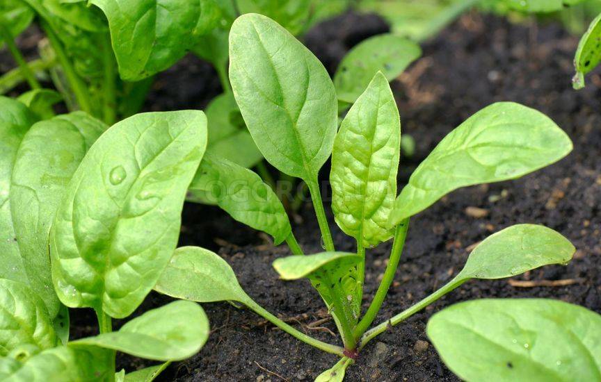 9 быстрорастущих растений для весеннего огорода