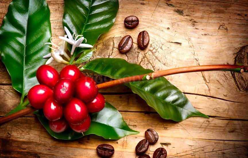 Кофе арабика - выращивание и уход