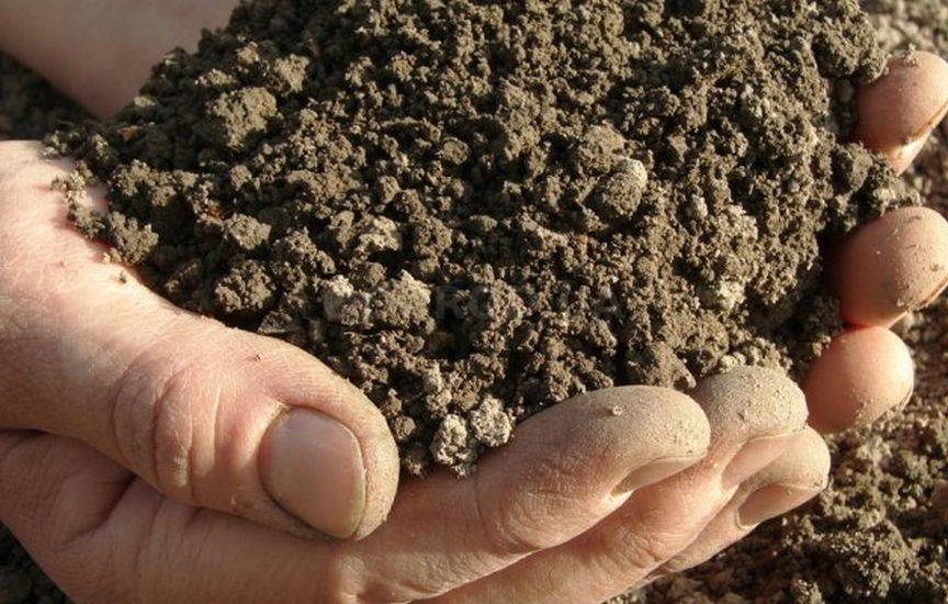 Способы обеззараживания почвы в теплице