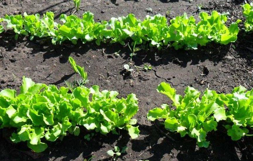 Как сеять салат - 3 проверенных способа для разных ситуаций