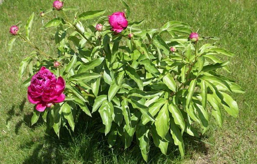 Чем удобрять пионы весной для пышного цветения