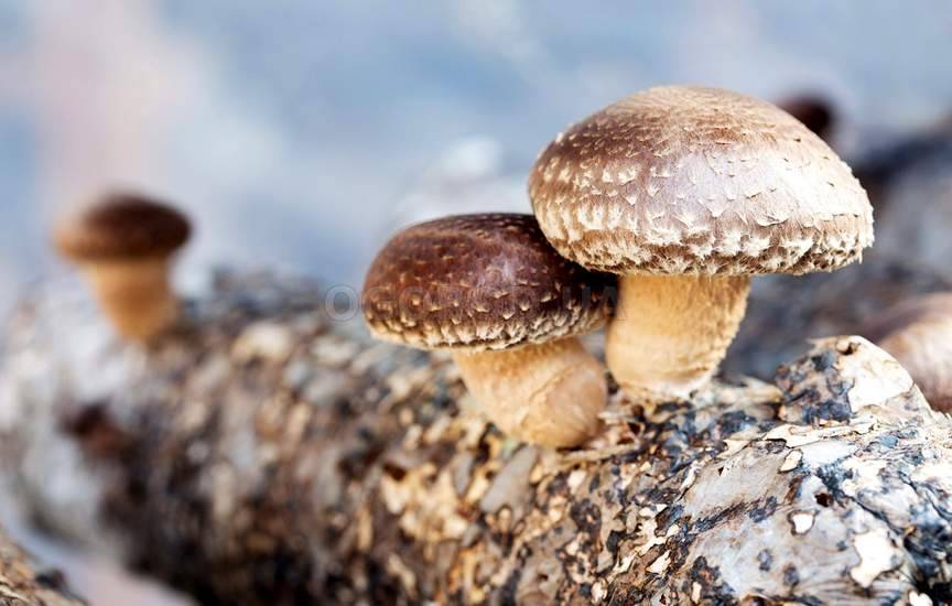 Выращивание грибов