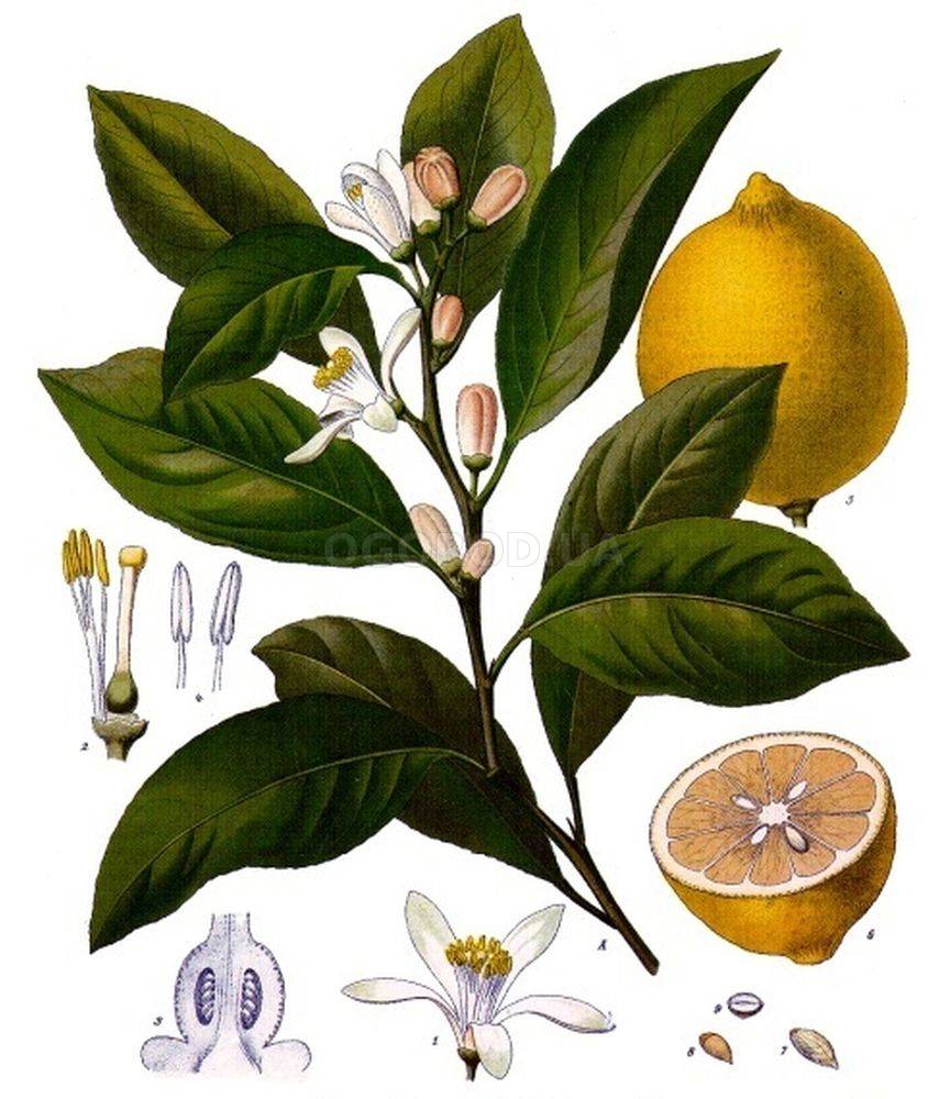 Лимон (Citrus limon)