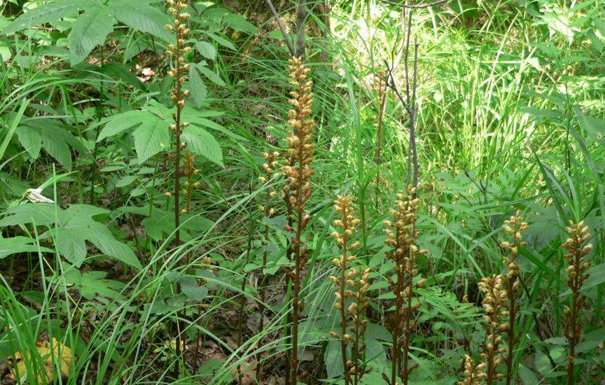 Гастродия высокая (Gastrodia elata Blum) - основные показания к использованию