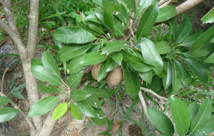 Саподилла (Sapotaceae)
