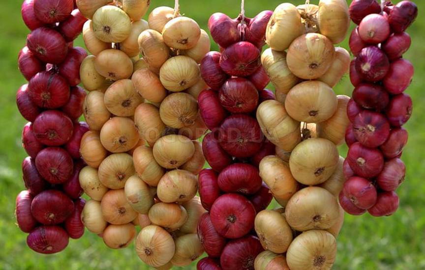 Репчатый лук