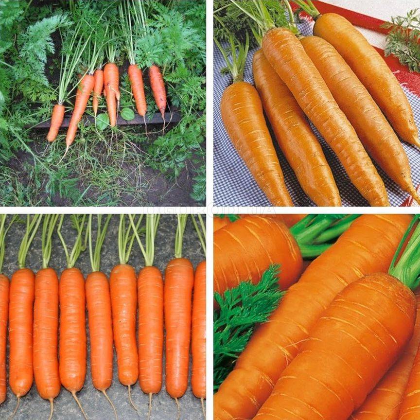 Как вырастить крупную и сладкую морковку