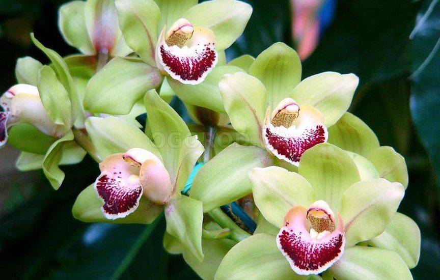 Орхидея (Orchidáceae)