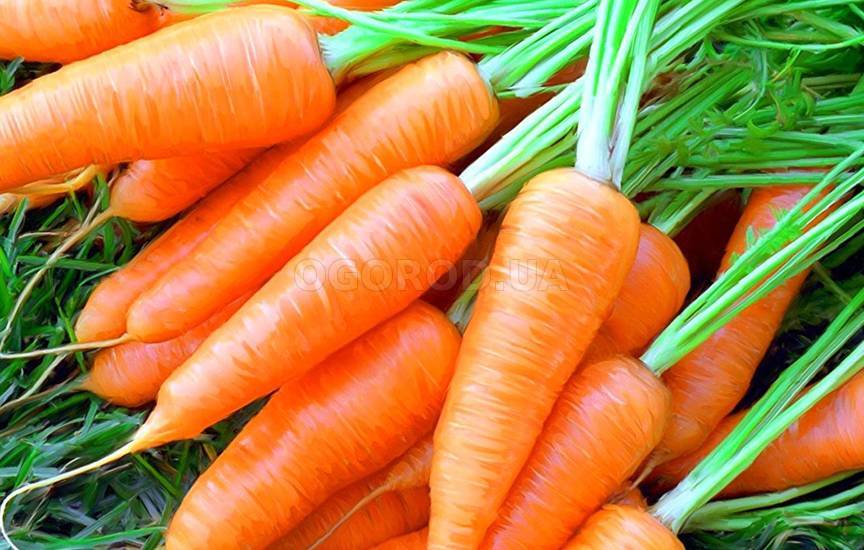 Морковь