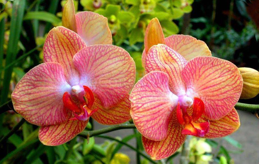 Орхидея (Orchidáceae)