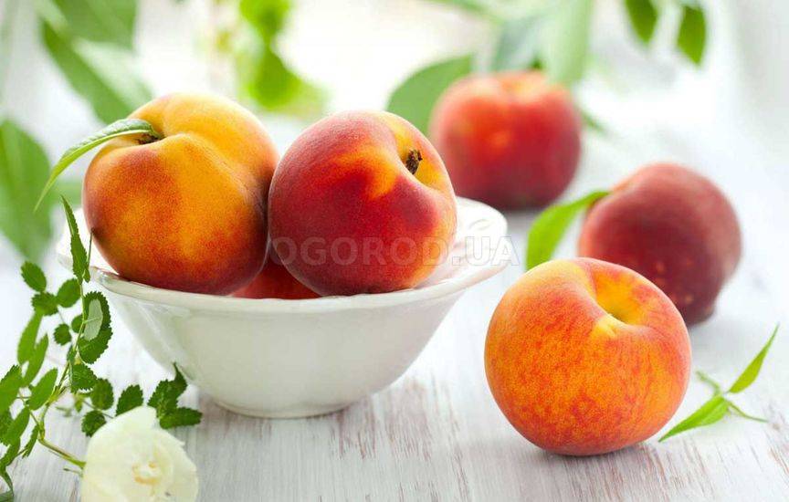 Особенности выращивания персика