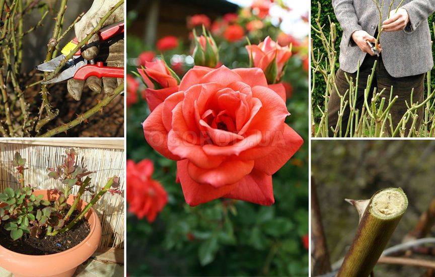 Обрезка роз весной - советы для начинающих цветоводов