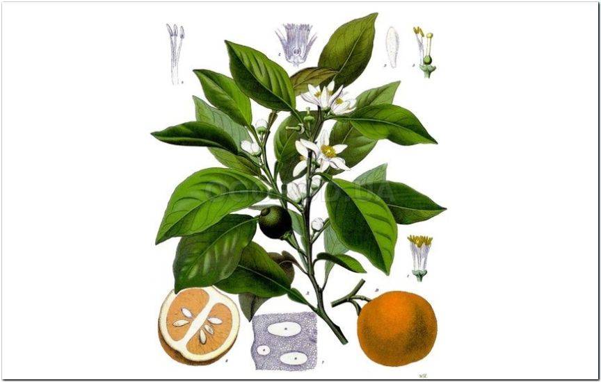 Померанец (Citrus aurantium)