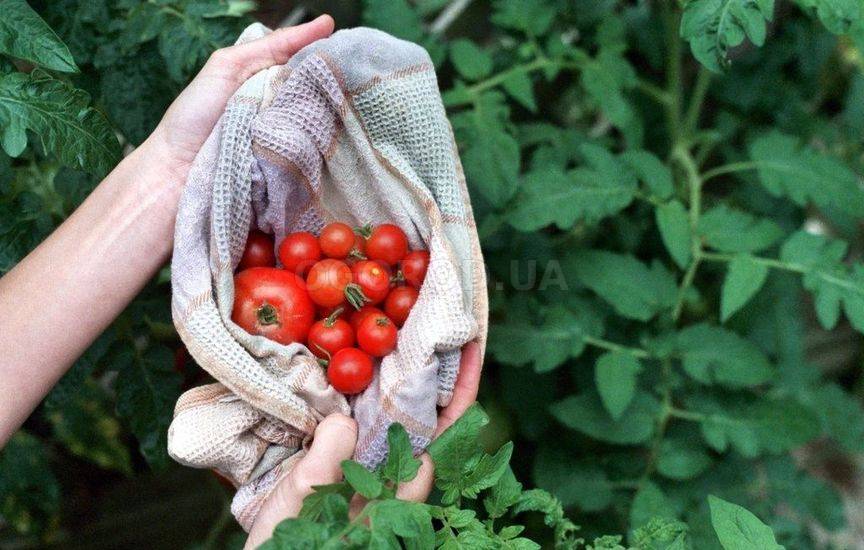 Частые ошибки, которые снижают урожай томатов
