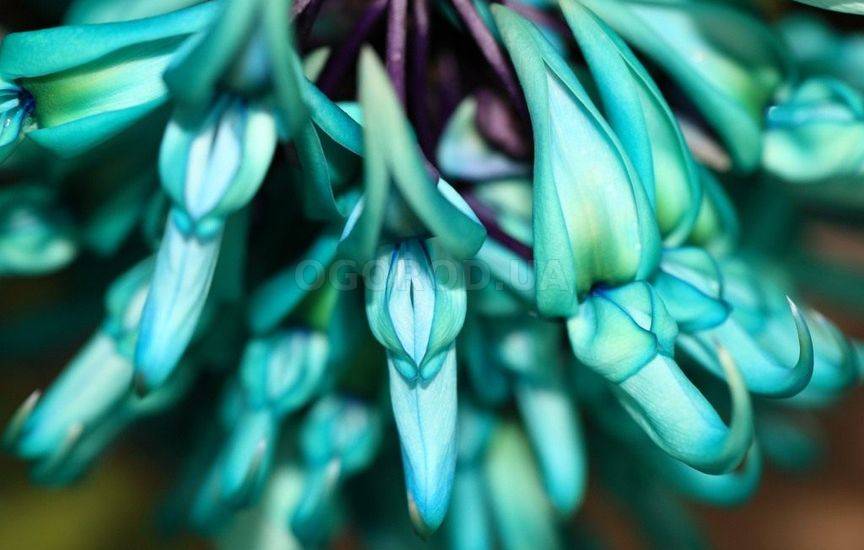 Топ 10 невероятно редких цветов в мире