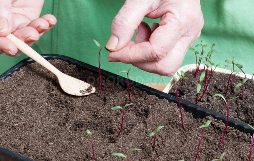 Как посадить свеклу на рассаду правильно дома на подоконнике