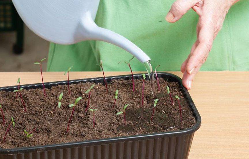 Как посадить свеклу на рассаду правильно дома на подоконнике