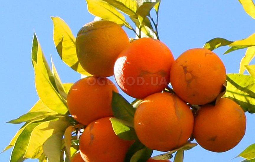 Померанец (Citrus aurantium)