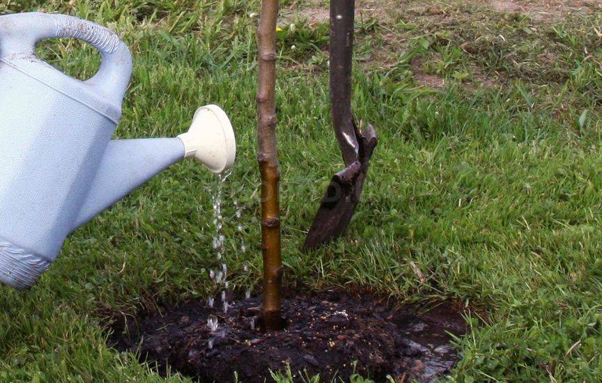 Как правильно посадить дерево весной