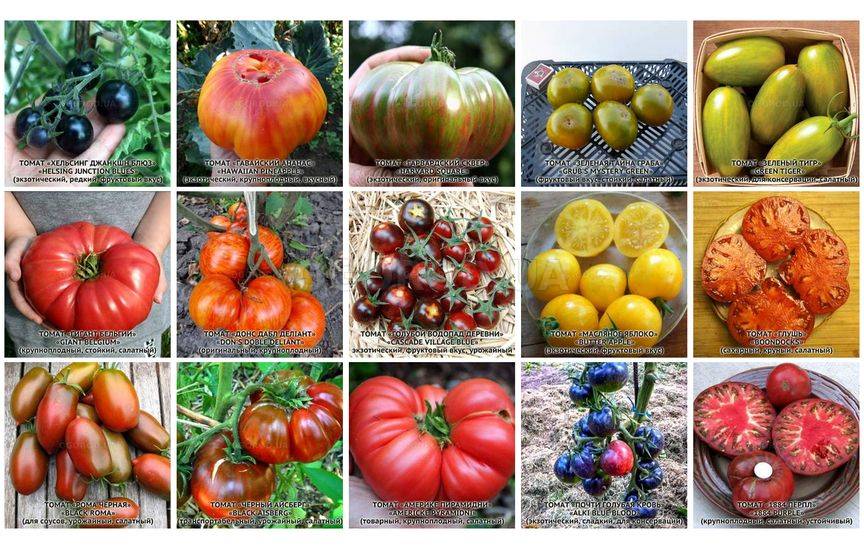 Новинки в категории: Семена томатов от автора