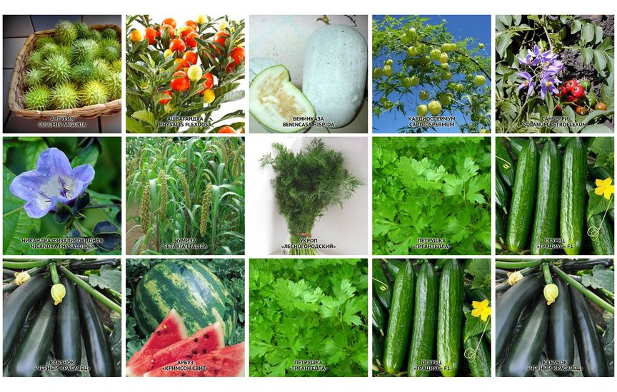 Новинки в категориях: Семена экзотических растений, Семена овощей, Се
