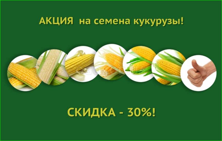 Акция - семена кукурузы со скидкой - 30%!