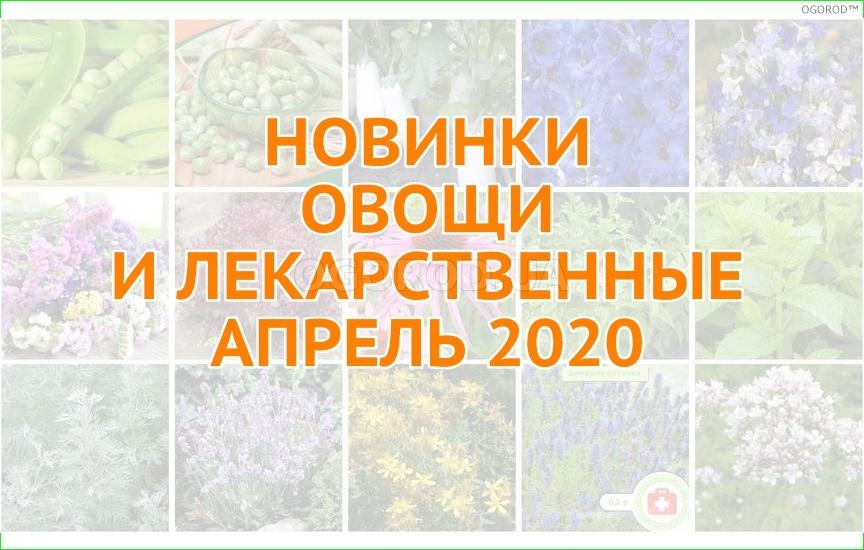 Новинки овощей и лекарственных - апрель 2020