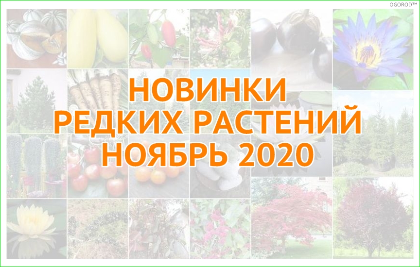 Новинки овощей, экзотических растений и деревьев - ноябрь 2020