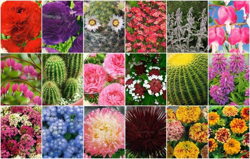 Семена цветов, лекарственных сборов и экзотических растений - январь 2
