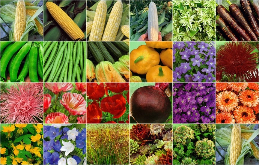 Новинки цветов и овощей - март 2024
