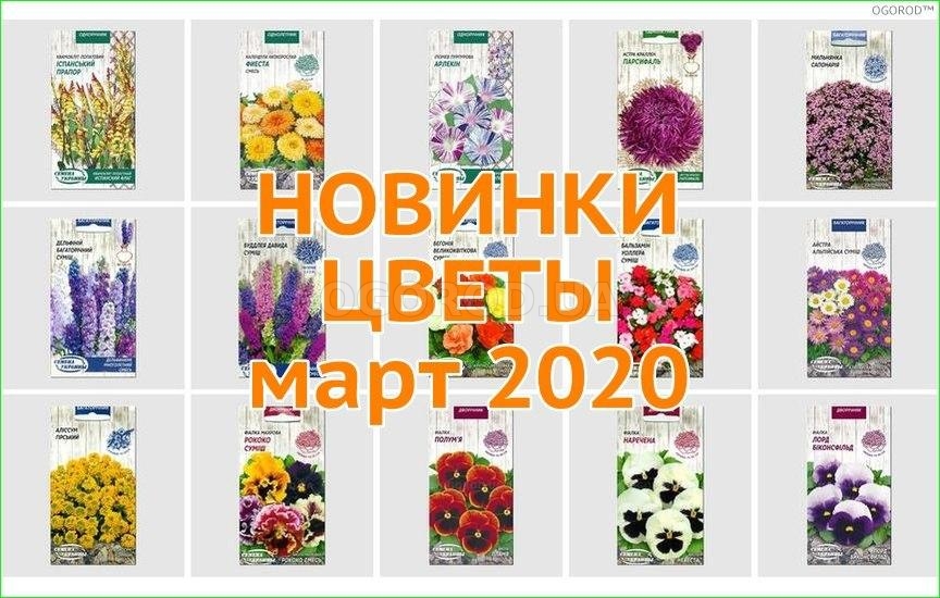 Новинки цветов - март 2020