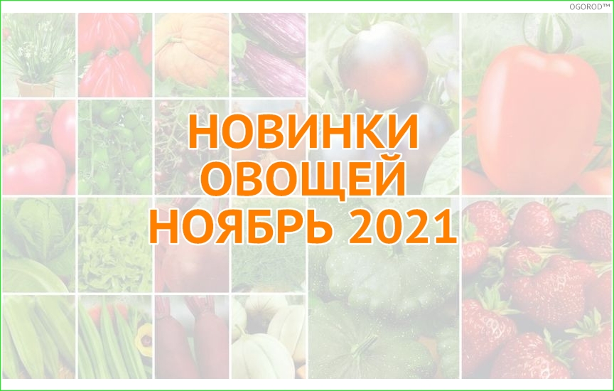 Новинки овощей - ноябрь 2021