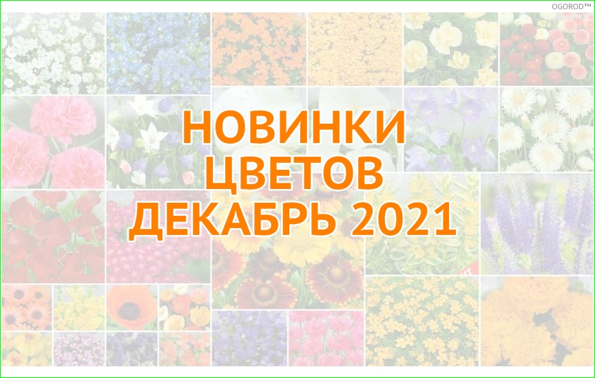 Новинки цветов - декабрь 2021