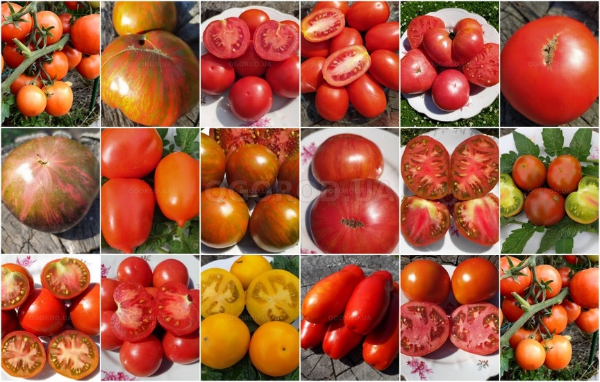 Семена томатов - февраль 2022