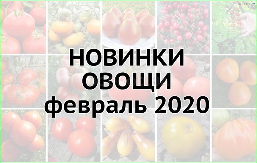 Новинки овощей - февраль 2020