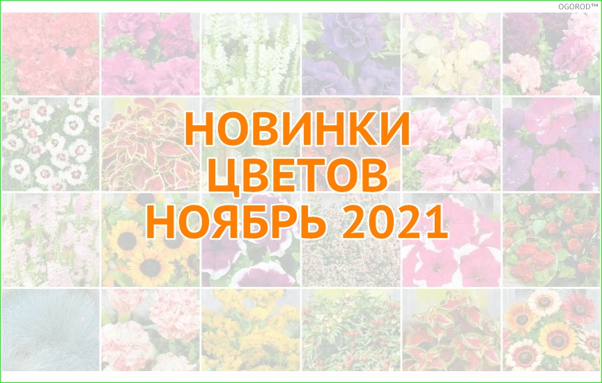 Новинки цветов - ноябрь 2021