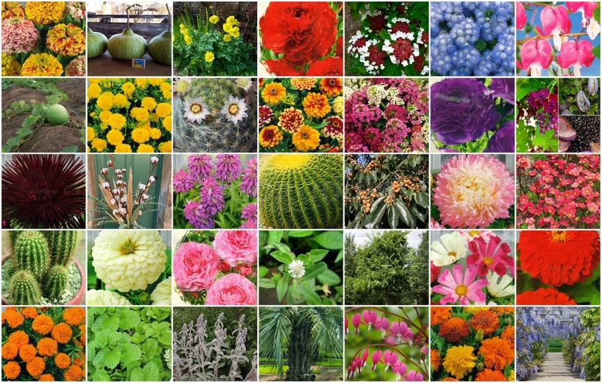 Семена цветов, лекарственных сборов и экзотических растений - январь 2022