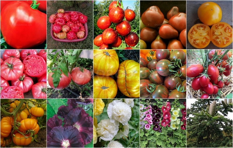 Новинки овощей и цветов - январь 2026