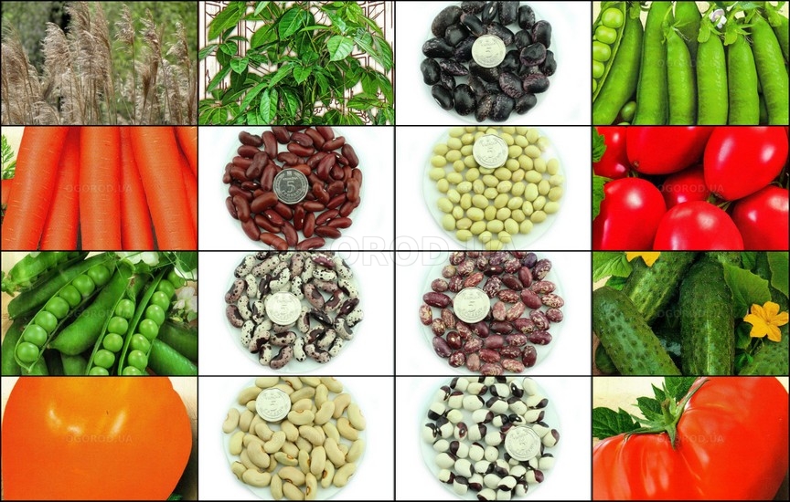 Новинки овощей и цветов - февраль 2026