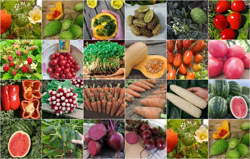 Новинки овощей и экзотических растений - март 2026