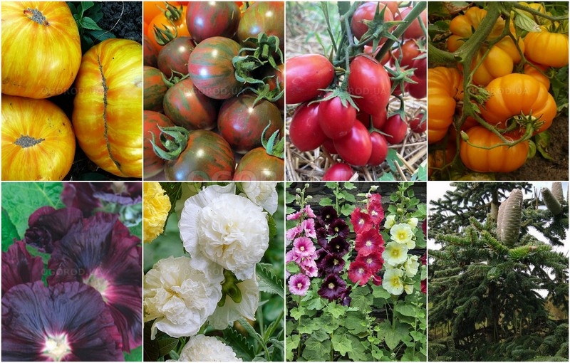 Новинки овощей и цветов - январь 2026 Новинки овощей и цветов - январь 2026