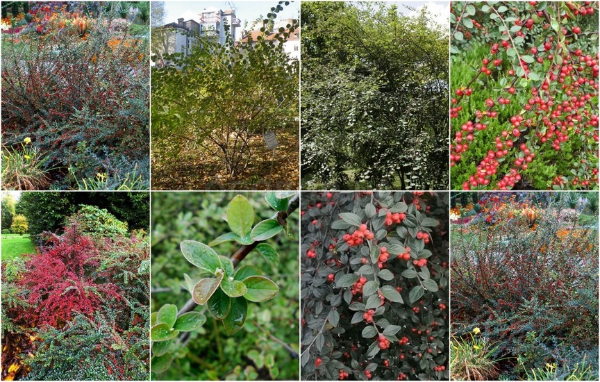 Новинки лиственных - февраль 2026