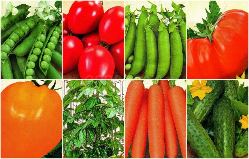 Новинки овощей и цветов - февраль 2026 Новинки овощей и цветов - февраль 2026
