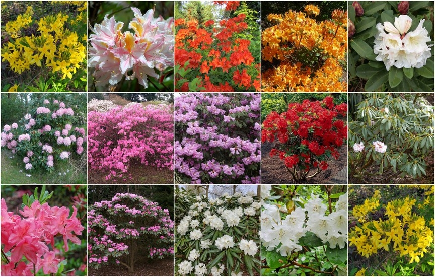 Новинки кустарников - декабрь 2025