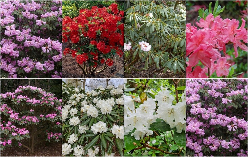 Новинки кустарников - декабрь 2025 Новинки кустарников - декабрь 2025