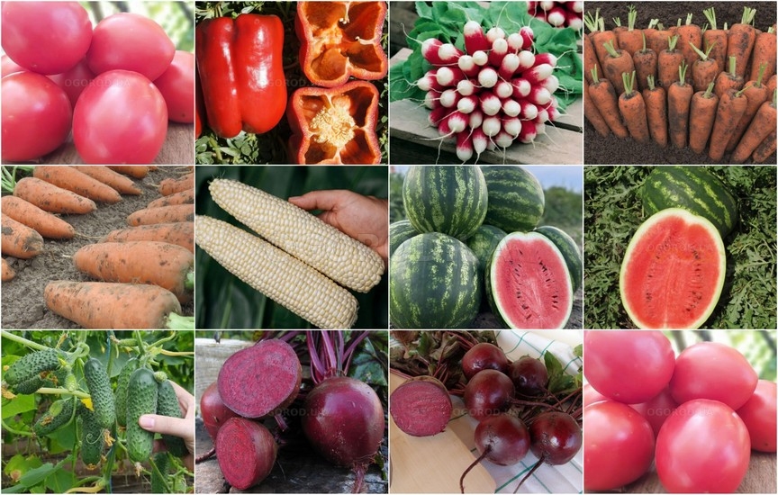 Новинки овощей и экзотических растений - февраль 2026