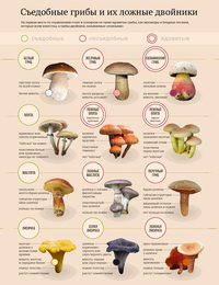 Съедобные грибы и их ложные двойники